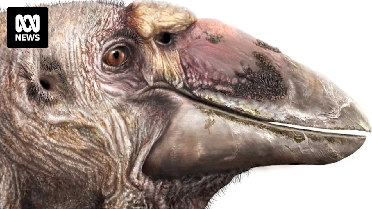 Drawing the 'giga-goose': How to make palaeoart