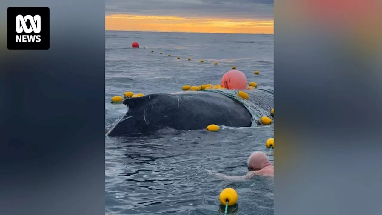 Paddle boarders cut shark nets to free humpback whale after second Sunshine Coast entanglement this season