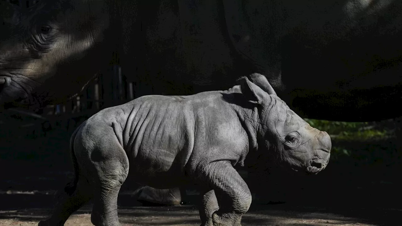 A white rhino is born in a Chilean zoo, boosting the near-endangered species