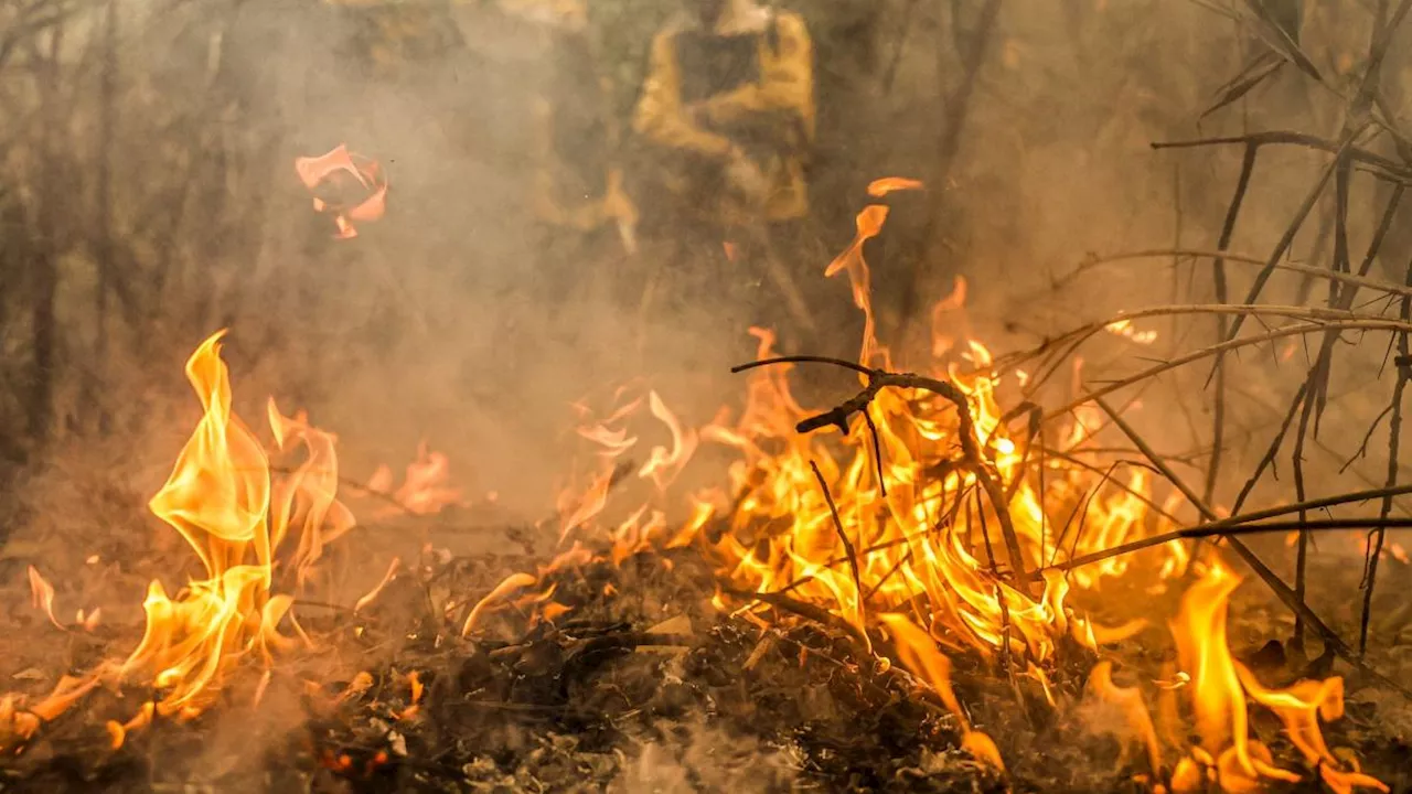 Schon 13.500 Feuer ausgebrochen: Rekordwaldbrände wüten in Brasilien