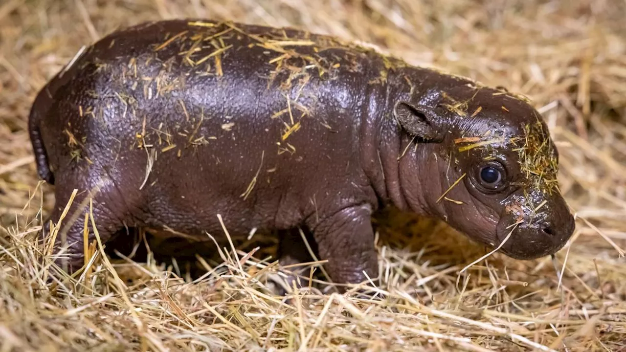 Über 10 000 Namensvorschläge für Hippo-Mädchen im Zoo Berlin