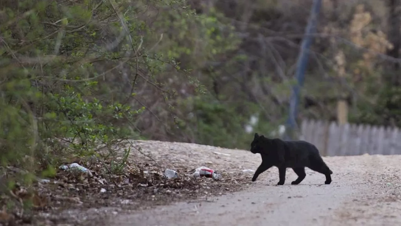 Nouvelle-Zélande: une compétition de chasse incite à tuer des chats sauvages