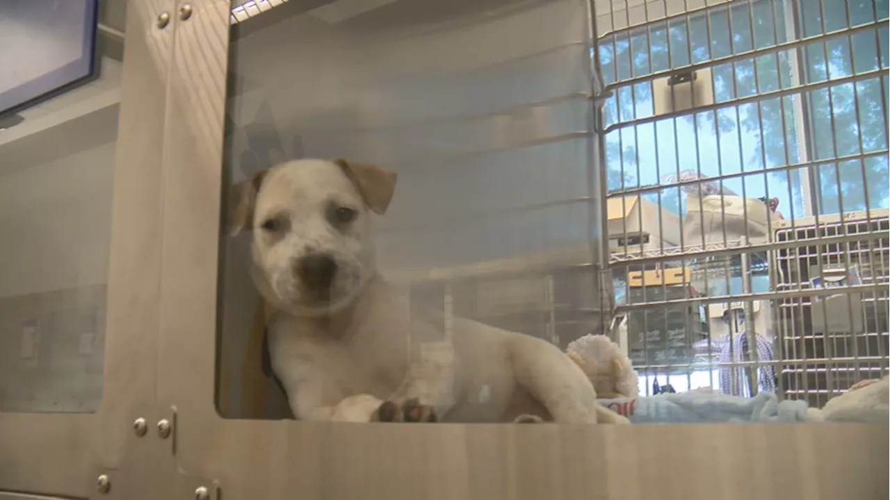 Austin Animal Center pauses animal intake due to 'critical capacity issues'