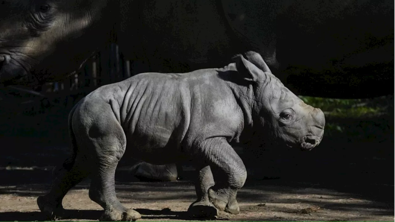 A white rhino is born in a Chilean zoo, boosting the near-endangered species