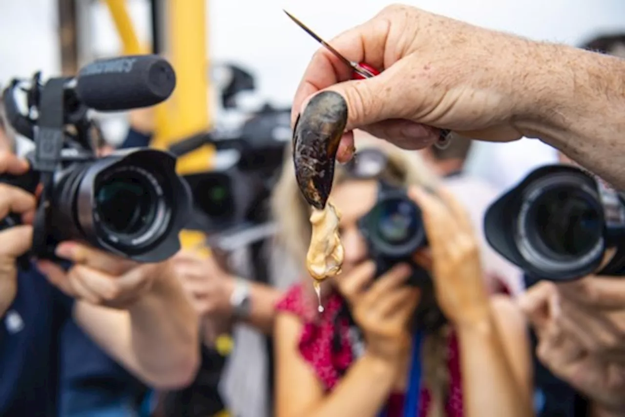 Het is weer mosselseizoen: hoe herken ik een slechte mossel? En zijn er dit jaar minder Zeeuwse mosselen?