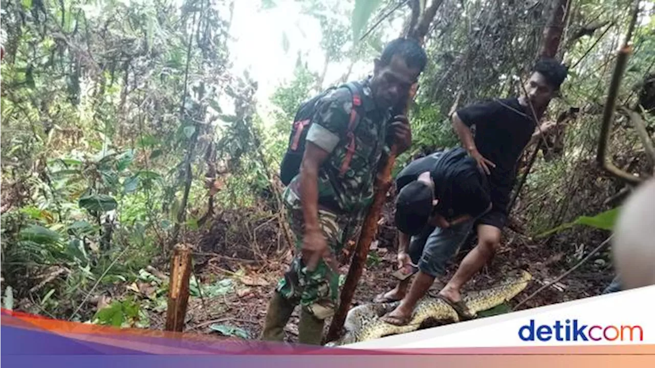 Kronologi Wanita di Luwu Tewas Ditelan Ular Piton 8 Meter Dalam Hutan