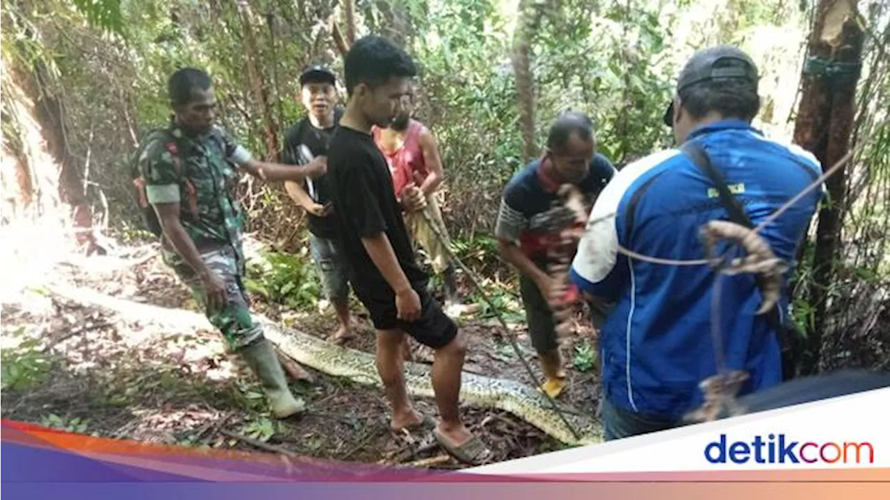 Wanita di Luwu Tewas Ditelan Ular Piton 8 Meter saat Hendak Belikan Anak Obat