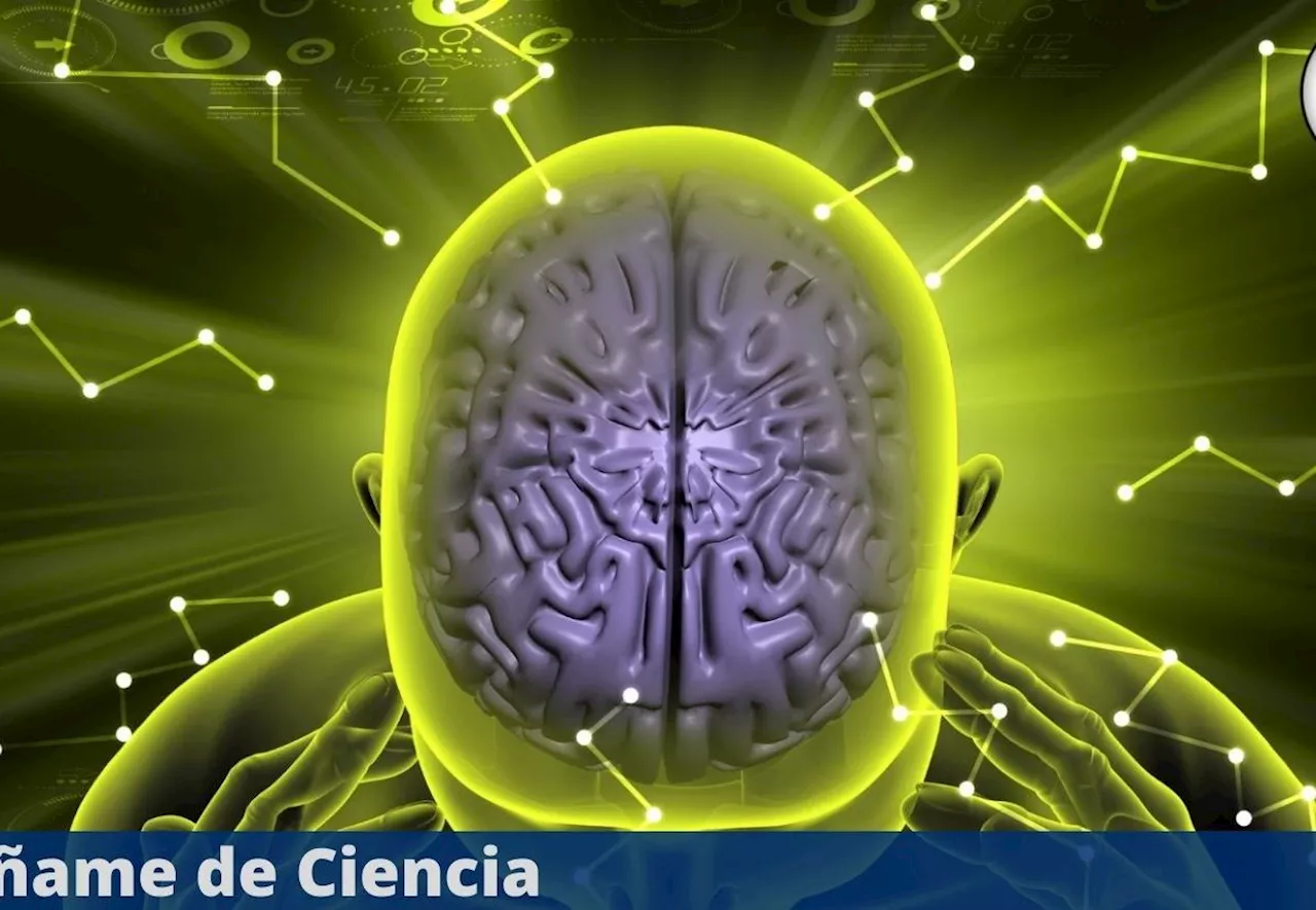 Una investigación descubrió cómo sabe el cerebro cuáles recuerdos guardar y cuáles no