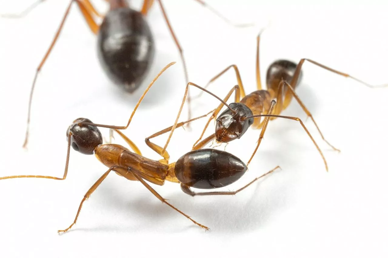 Ants perform limb amputations on injured comrades to save their lives