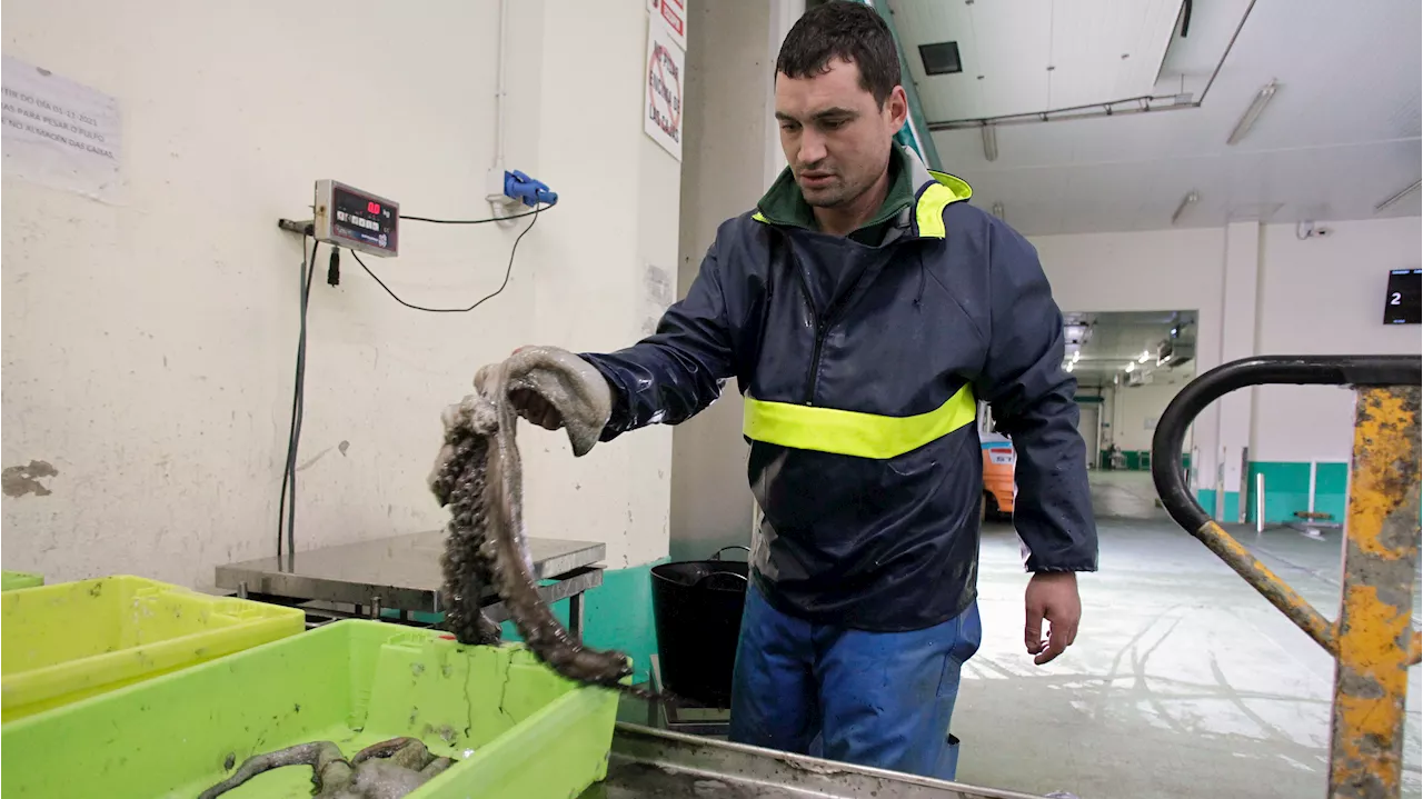 Sabor 'agridulce' en el estreno de la campaña de pulpo en Galicia