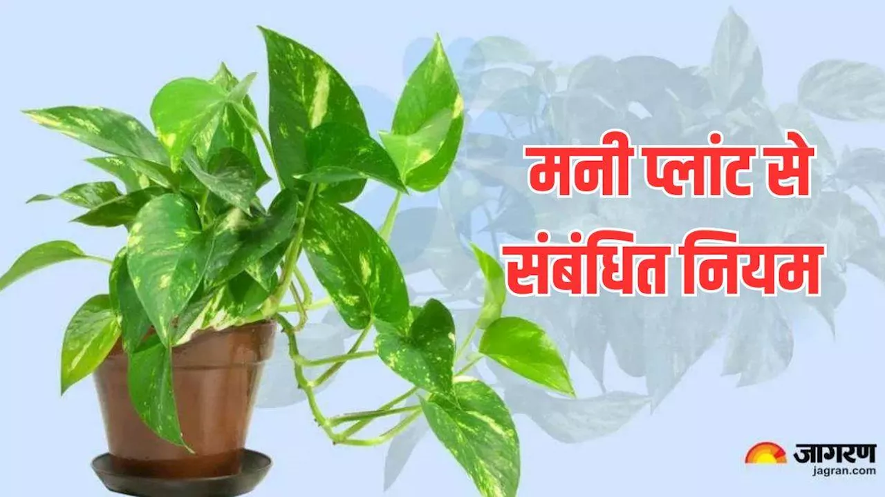 Money Plant: घर की इस दिशा में लगाएं मनी प्‍लांट, सुख और समृद्धि में होगी वृद्धि