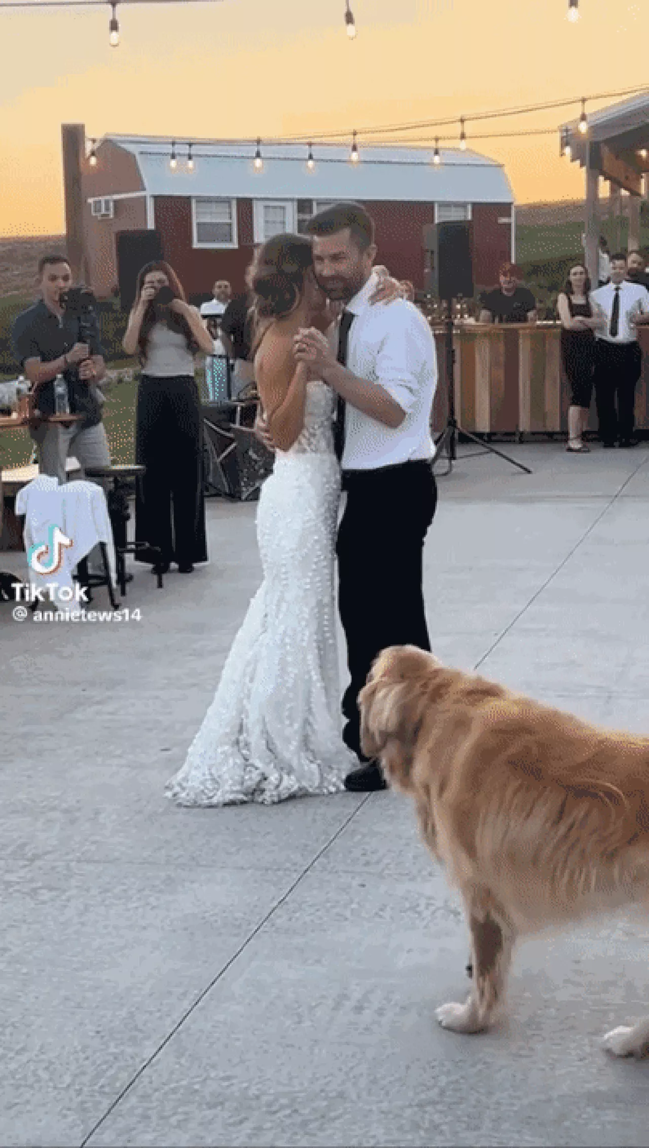 Golden Retriever rouba a cena em casamento e invade primeira dança, nos EUA; veja vídeo