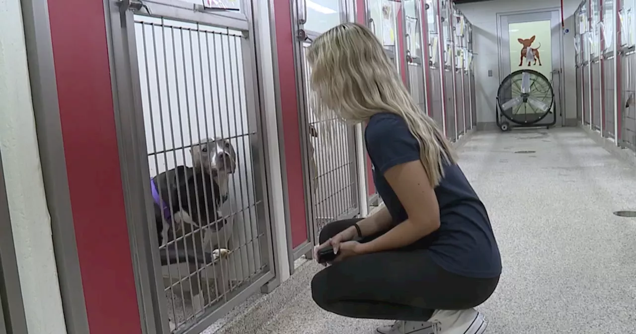 Pima Animal Care Center offers $5 a day to foster a dog with expected post Fourth of July influx