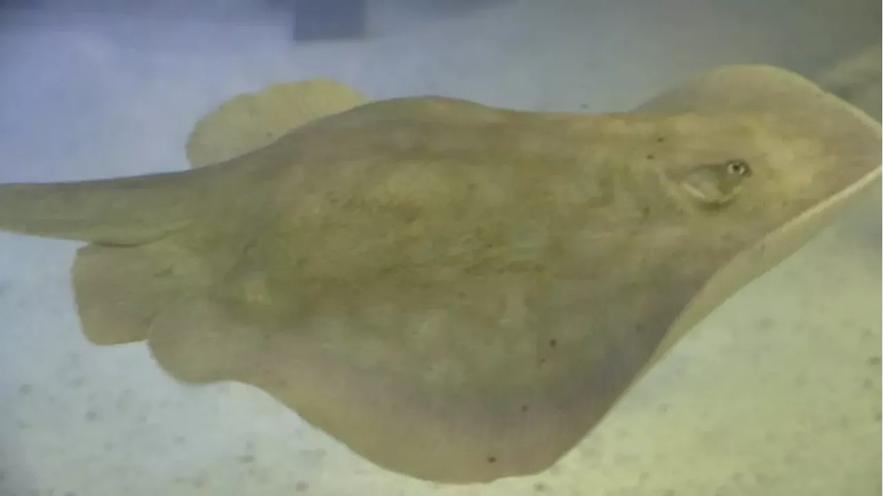 Stingray's story and death a lesson in unaccredited vs. accredited aquariums, expert says