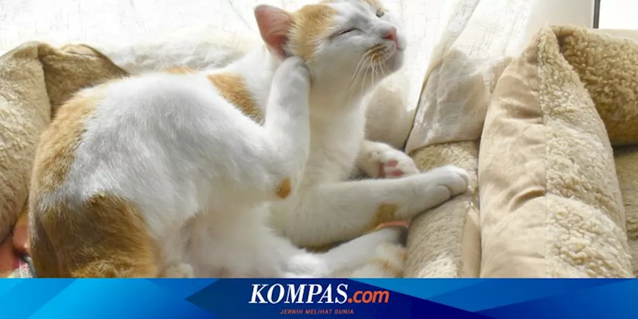 5 Tips Menghilangkan Kutu pada Kucing Peliharaan, Mudah Dilakukan di Rumah