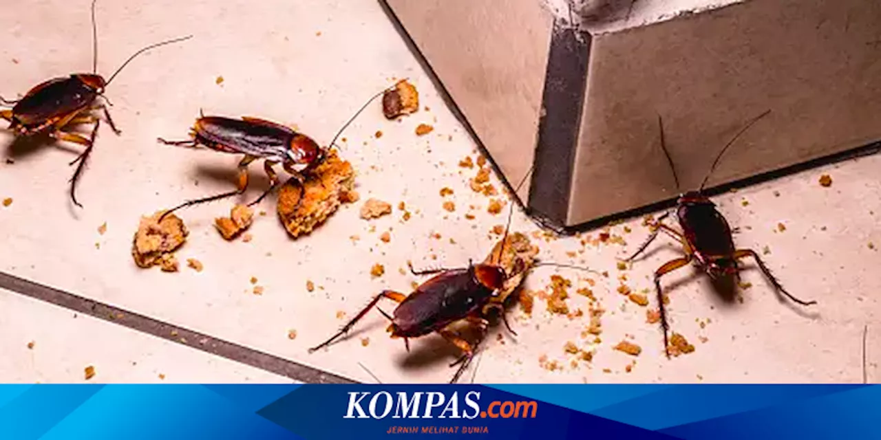 Begini Cara Menyingkirkan Kecoa dari Dapur Anda