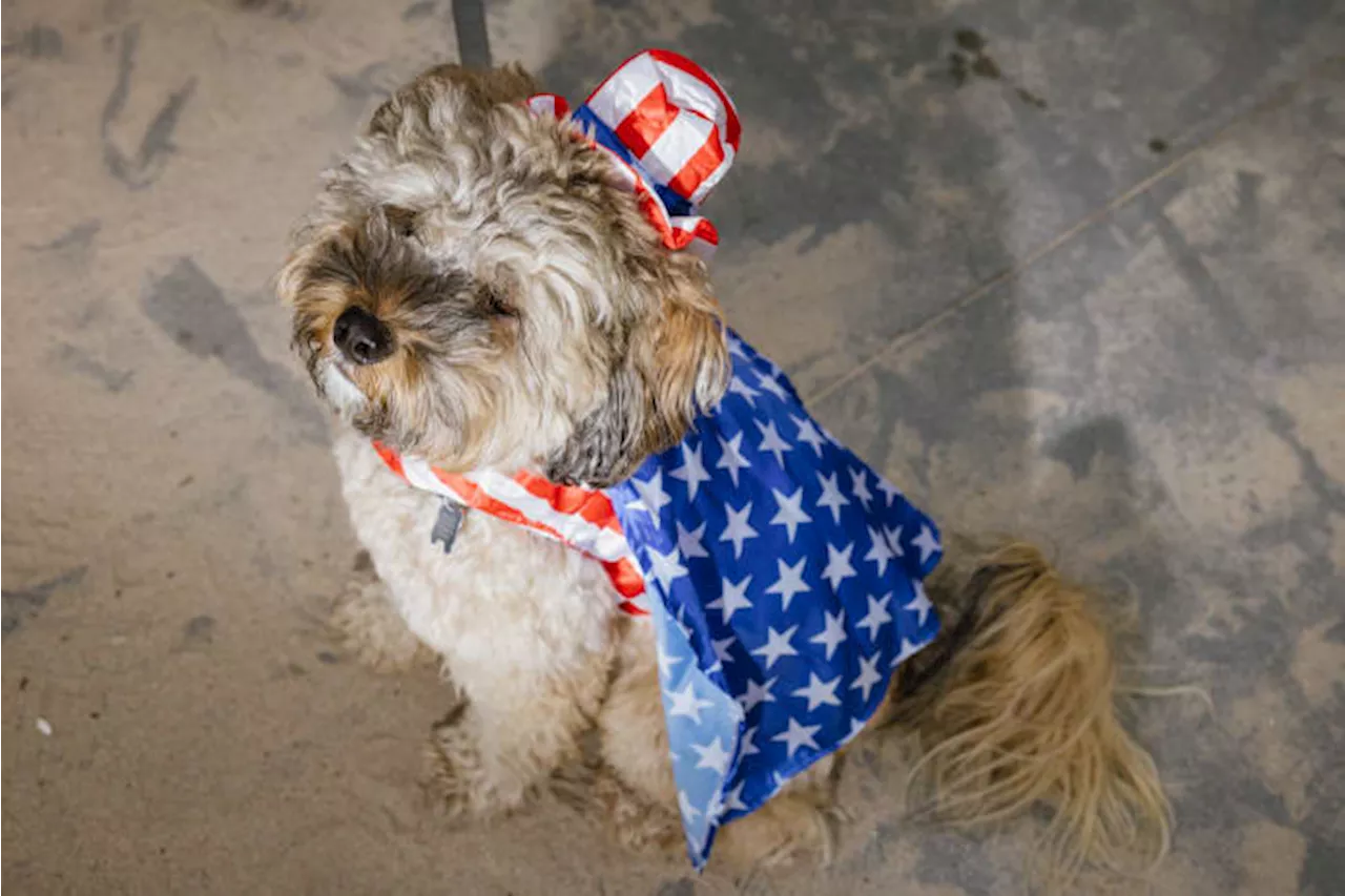 How to keep your pets calm and safe during Fourth of July fireworks