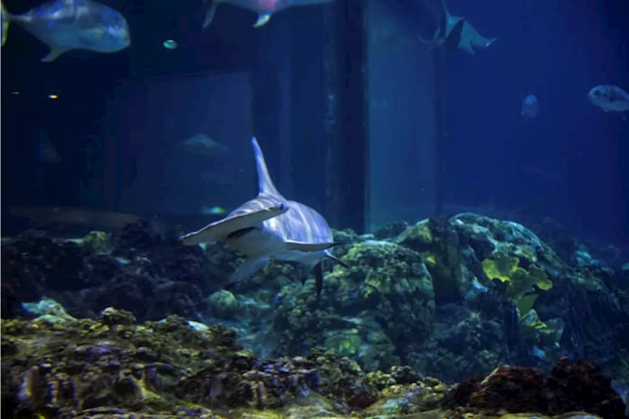 SeaWorld San Antonio’s Ultimate Shark Experience returns this Sunday for a limited time