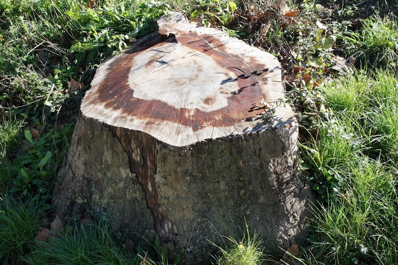 Chancre coloré : quand l’ombre des platanes vient à manquer