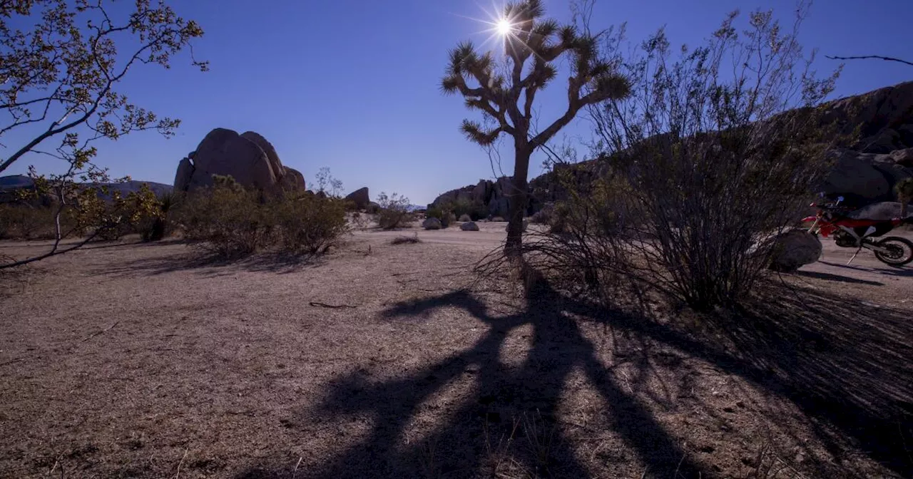 Fire risk closes section of Joshua Tree National Park over July 4 weekend