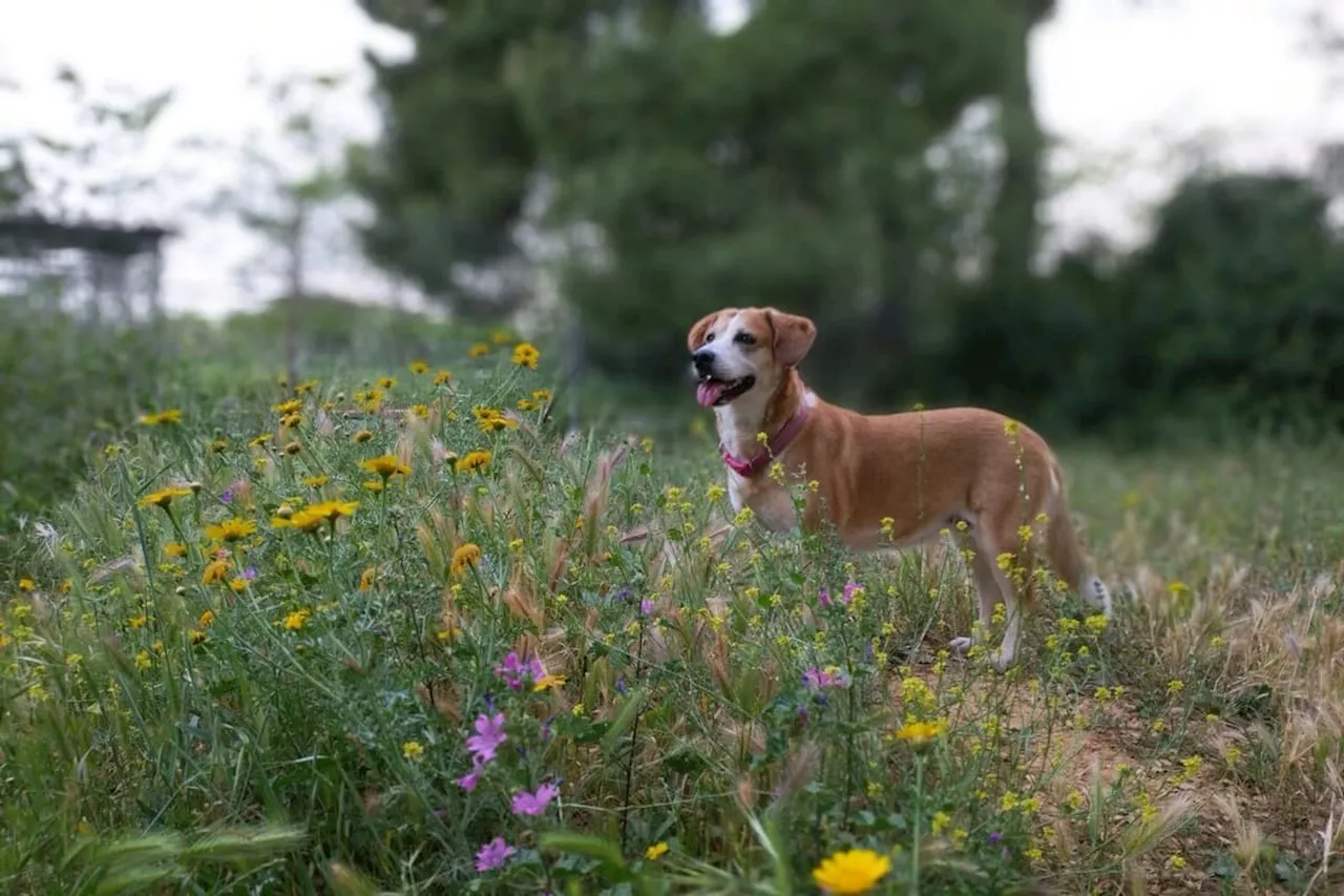 Lancashire pet owners urged to weigh their pets to avoid health crisis