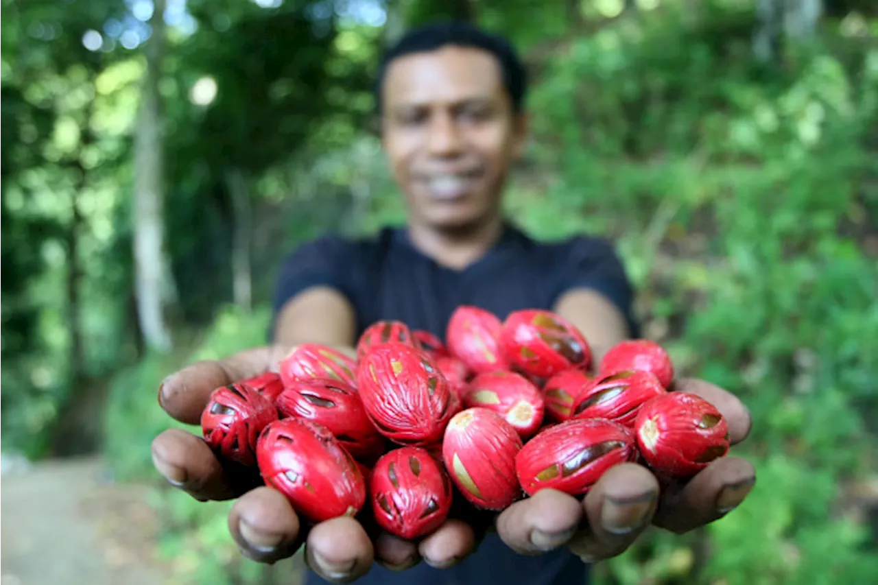 9 Manfaat Buah Pala bagi Kesehatan Tubuh, ini Kandungannya