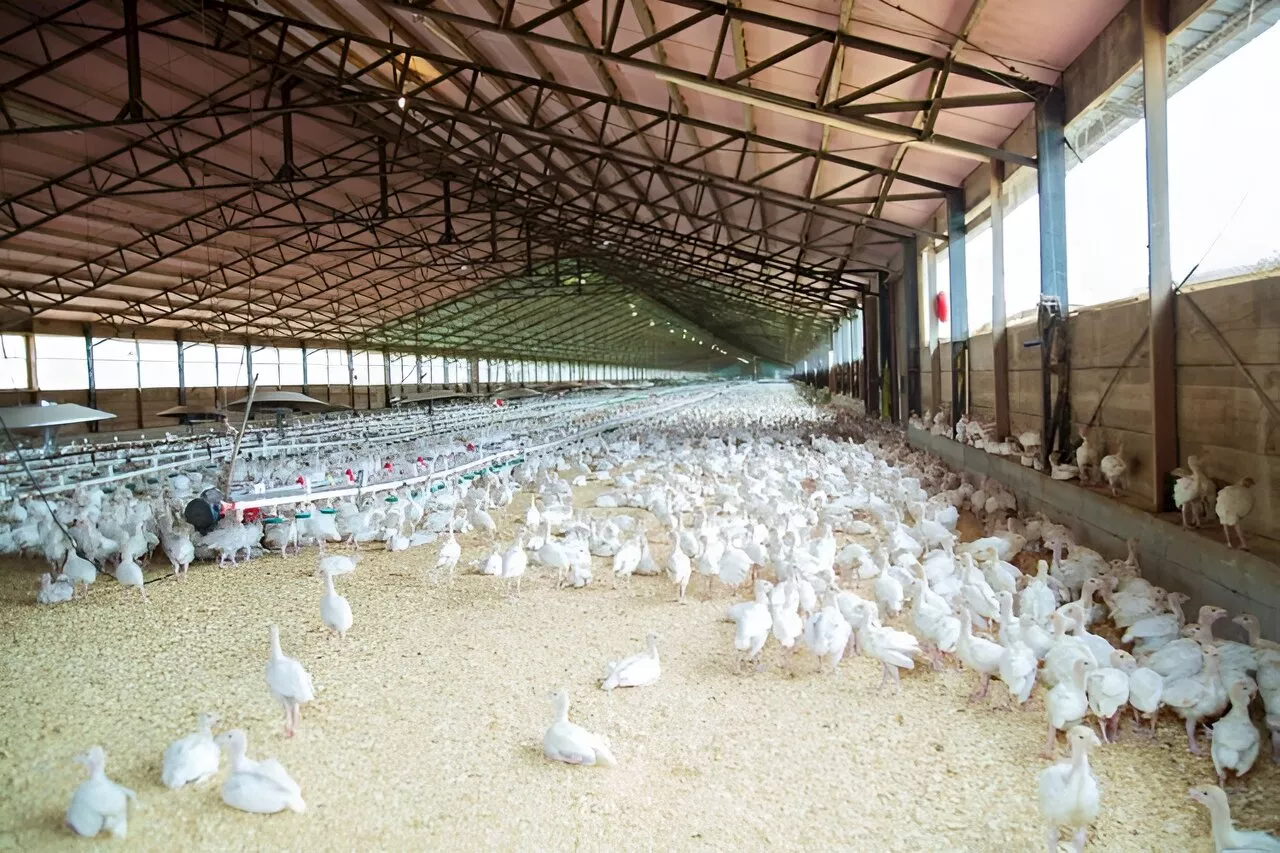 Q&A: How the H5N1 bird flu outbreak could become humanity's problem