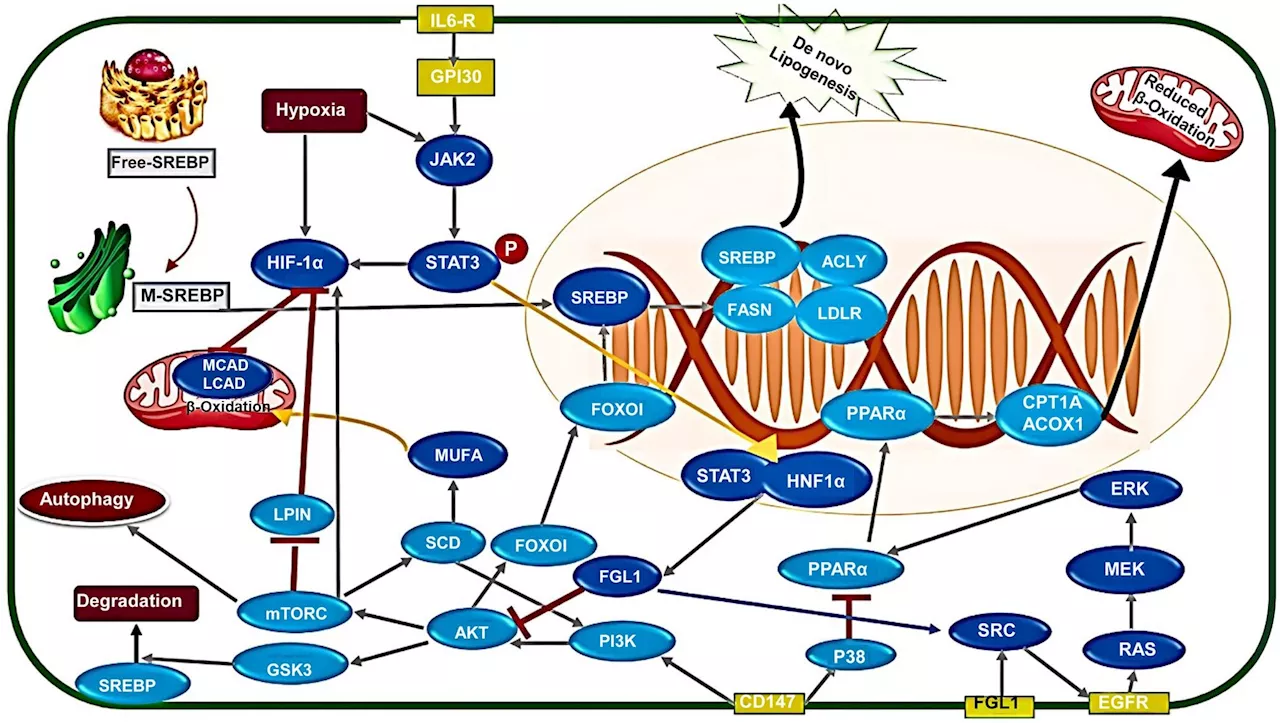 Role of fibrinogen-like protein 1 in tumor recurrence following hepatectomy