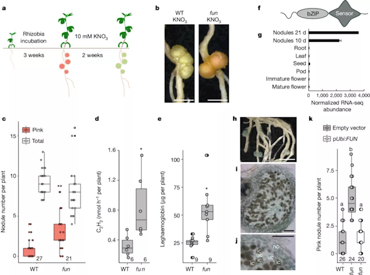 Zinc mediates control of nitrogen fixation via transcription factor filamentation