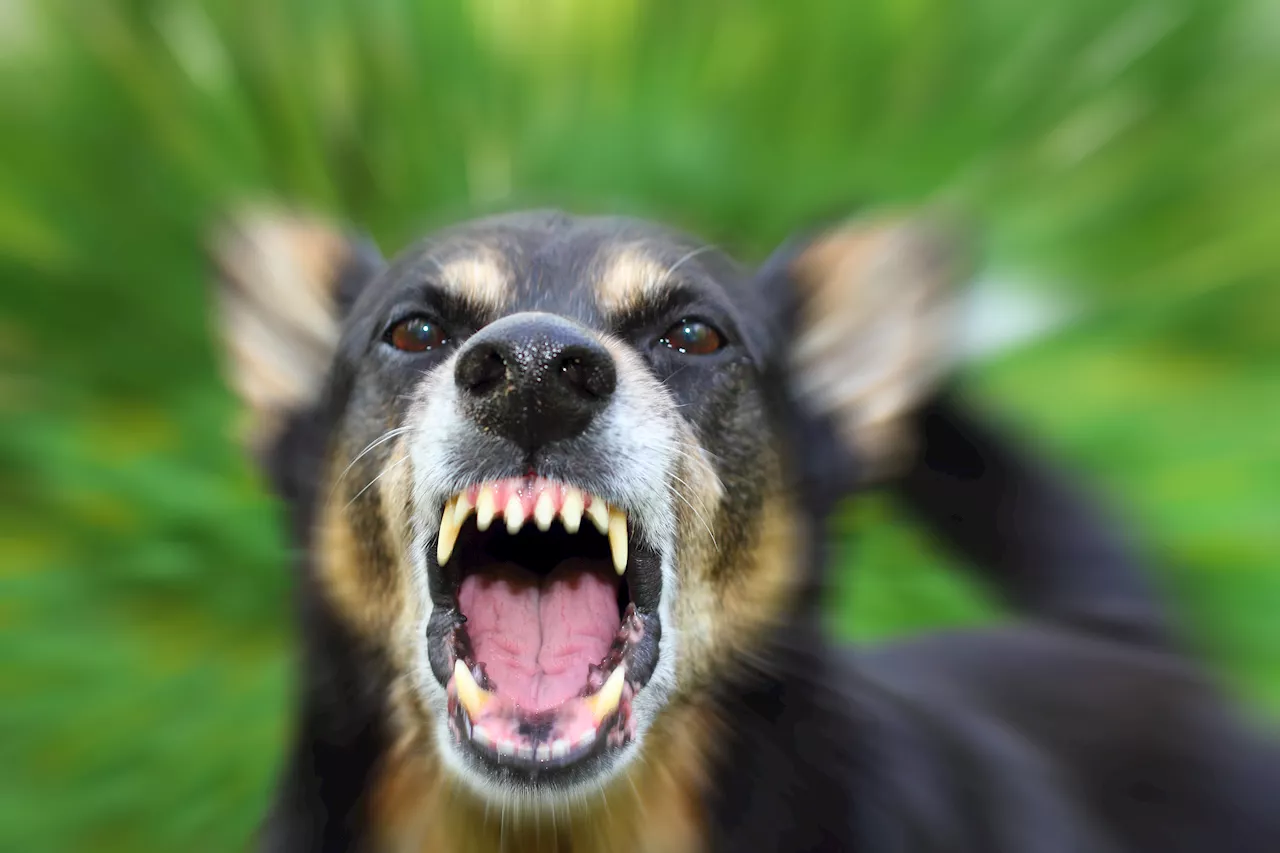 Dog owners in Delaware could soon be fined for their pet's barking