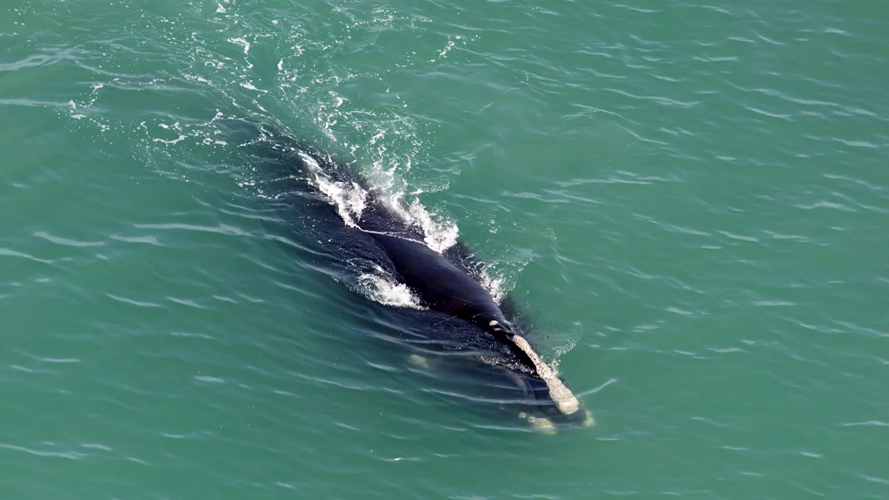 Environmental groups decry attempt to delay shipping rules intended to save whales