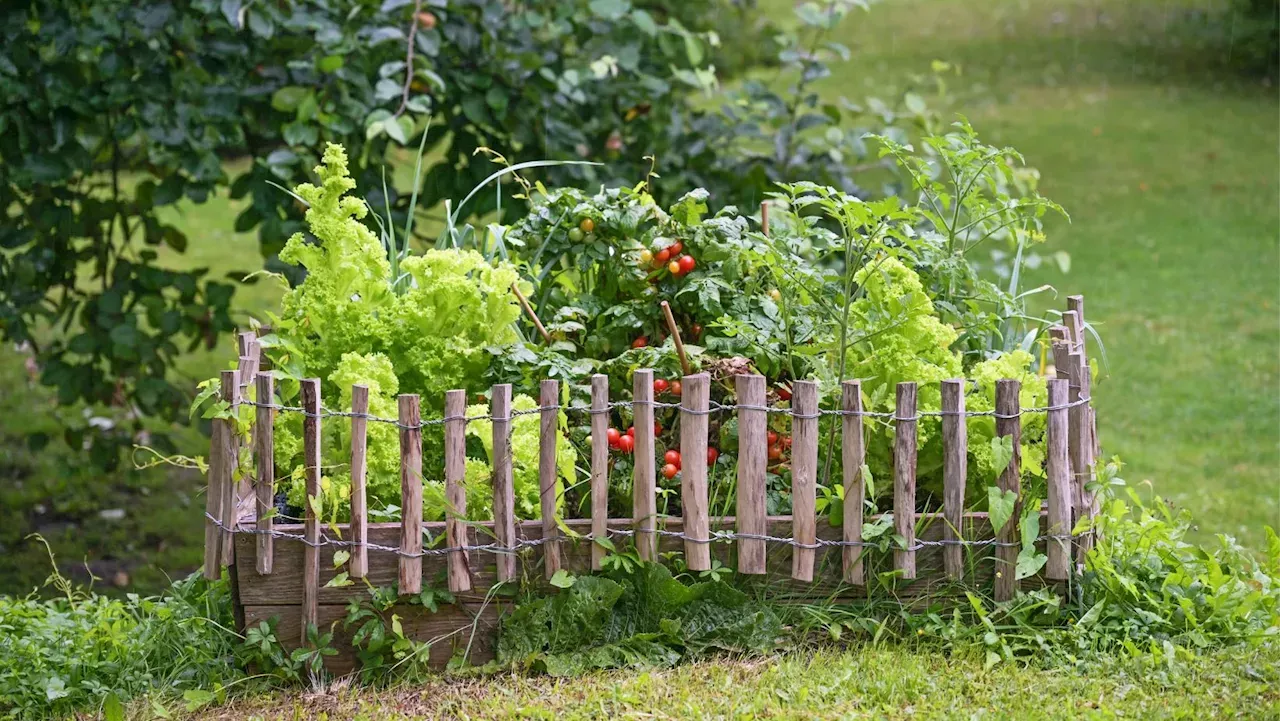 Here's the pretty flower to plant in your vegetable garden for twice ...