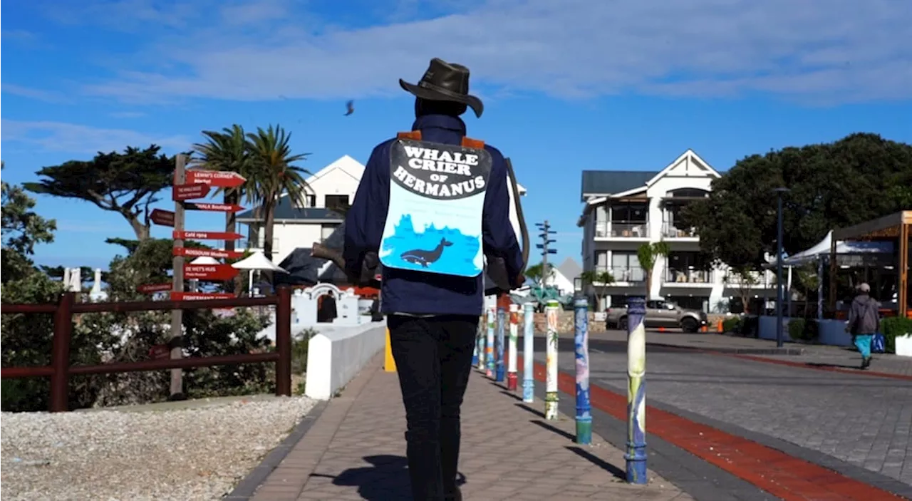 Hermanus' unique whale crier signals presence of marine giants with traditional kelp horn