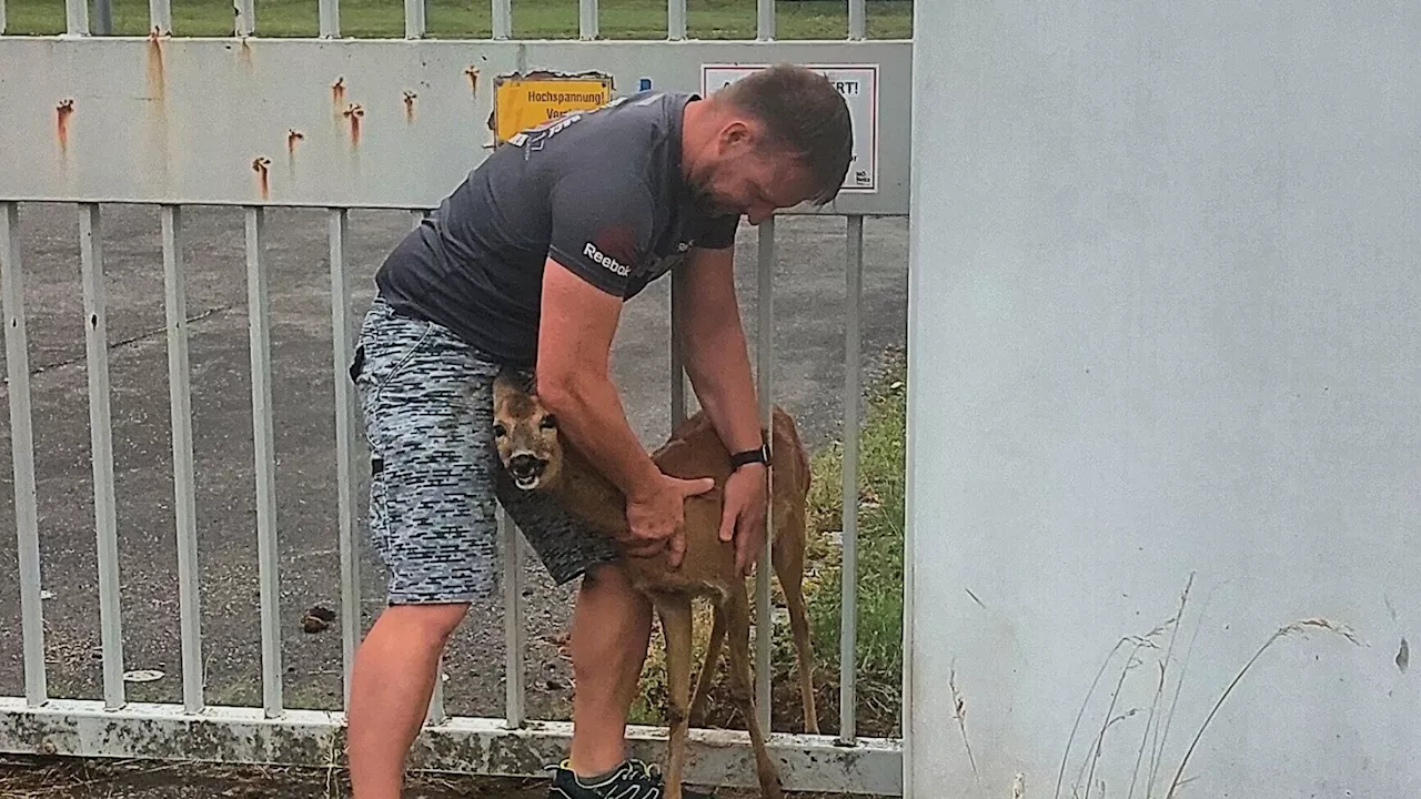 Reh steckte bei Umspannwerk Dürnrohr in Tor fest