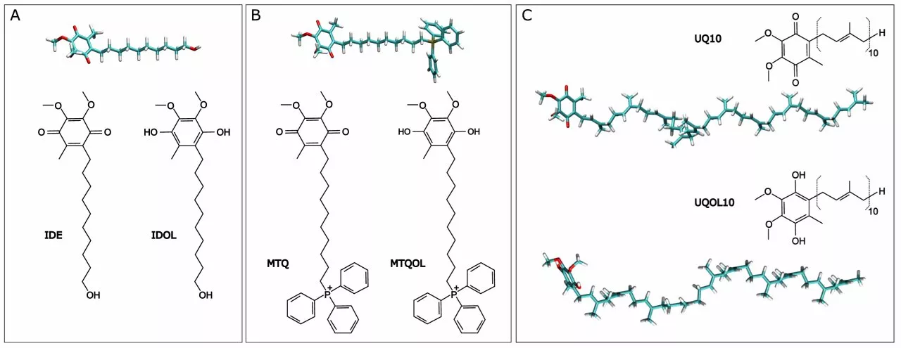 Study identifies highly soluble molecules with superior antioxidant benefits for cells