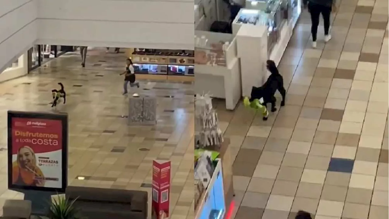 ¡Asalto perrón! Captan en video a perrito que se robó un peluche de centro comercial