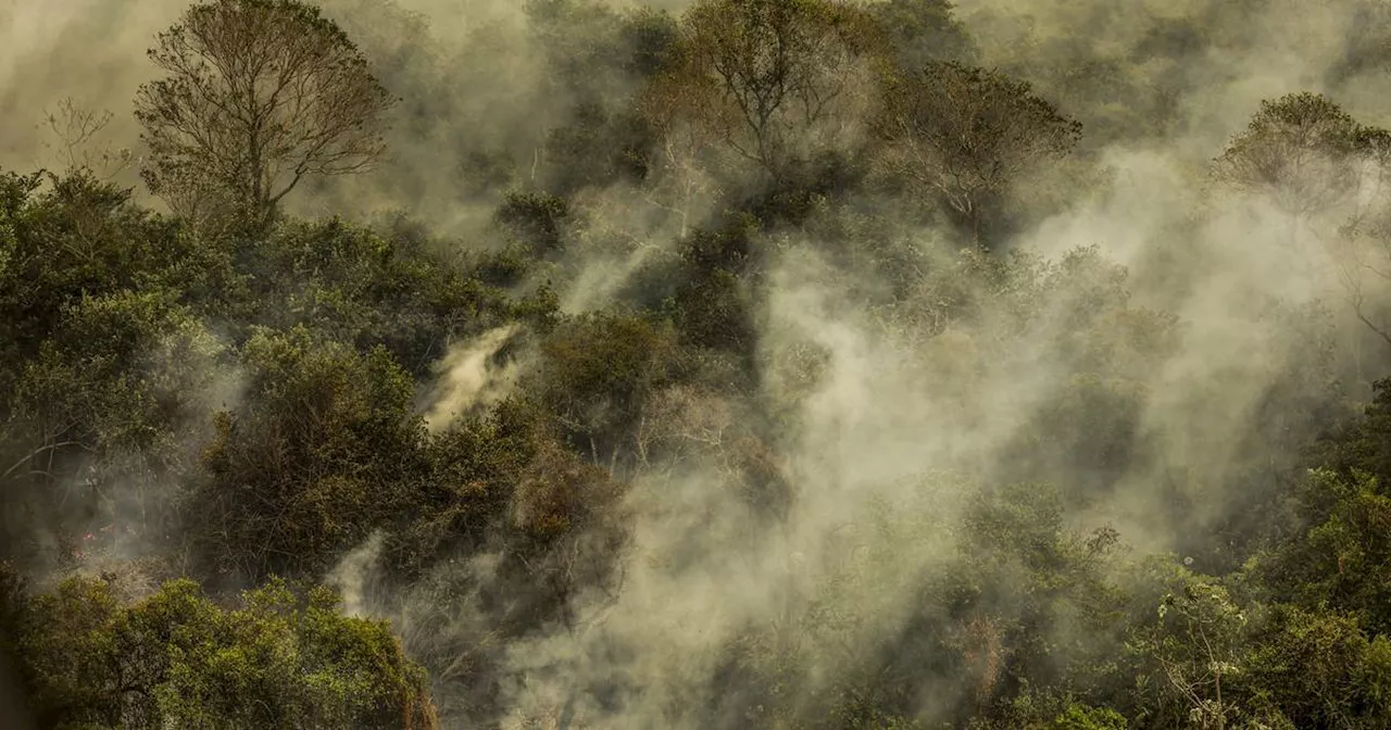 Amazonas-Regenwald: Brasilien registriert höchste Zahl an Waldbränden