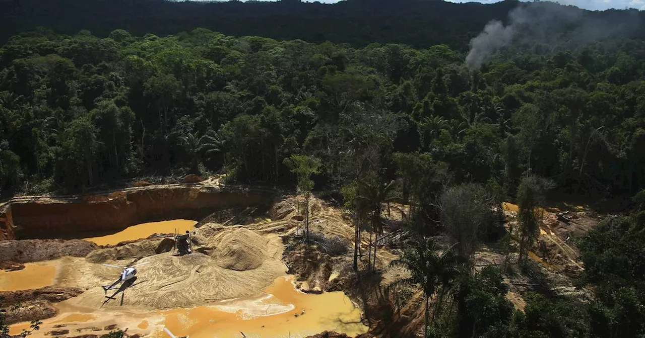 Amazonas-Regenwald: So will Brasilien illegale Abholzung stoppen