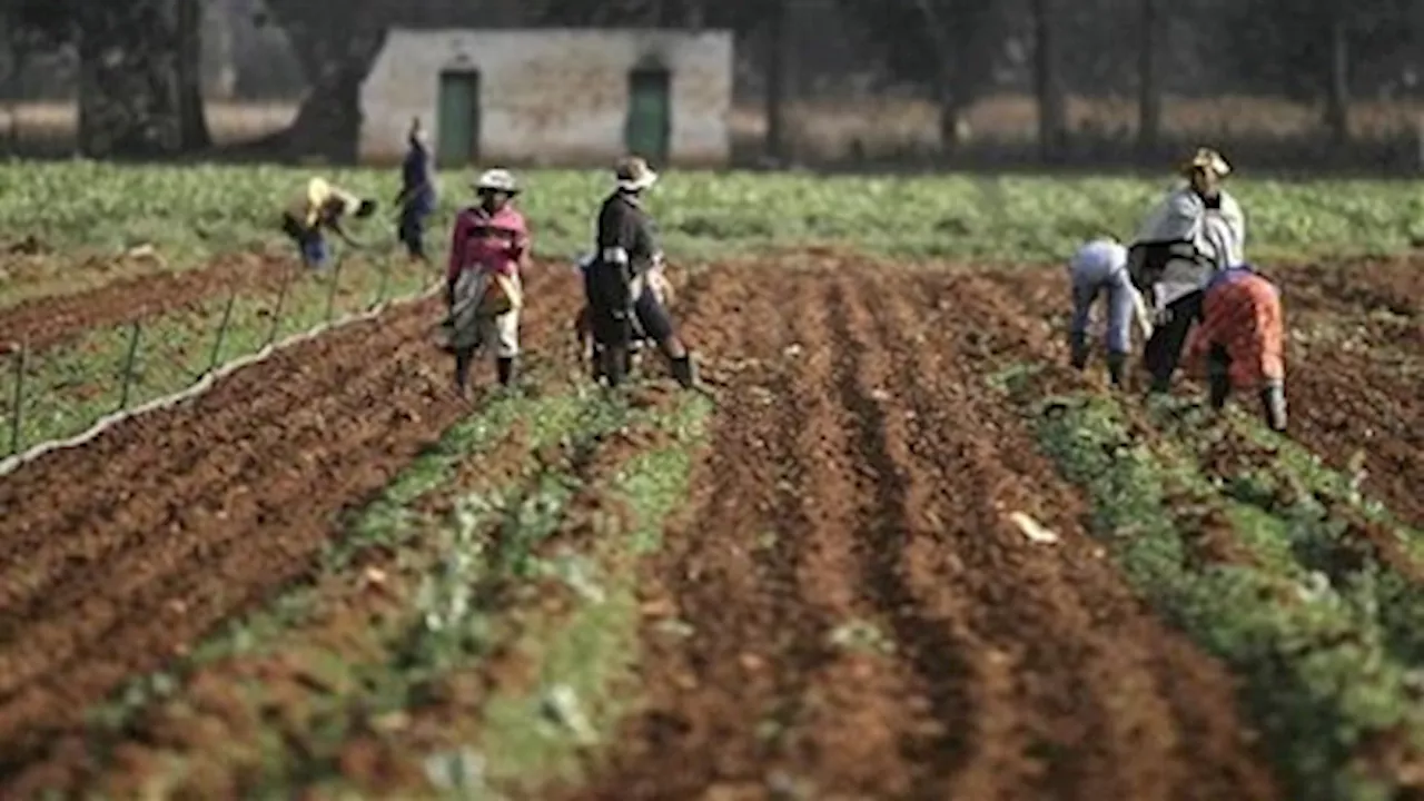 Farmers warned to protect workers from harsh weather conditions - SABC News