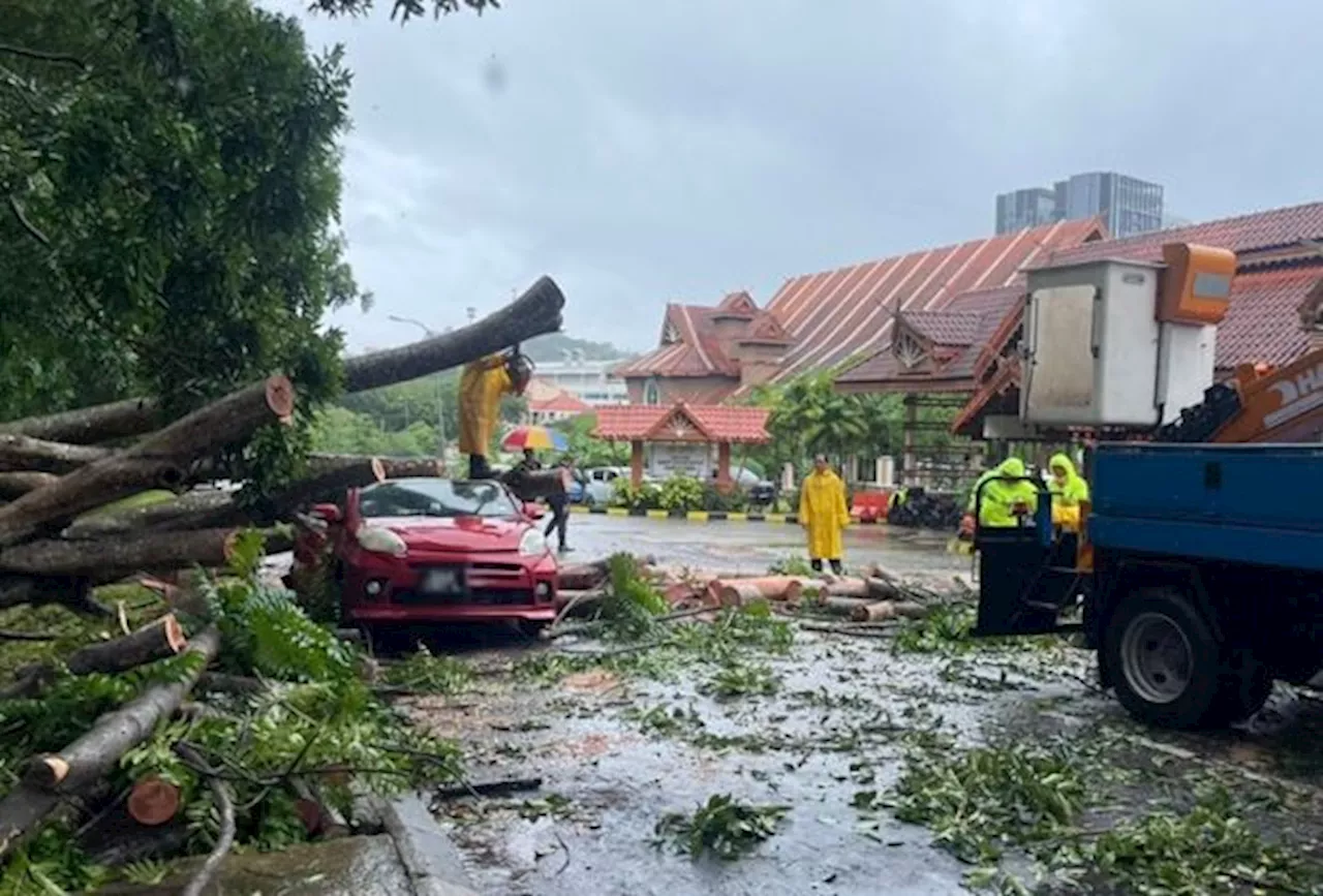 Fallen tree flattens car at popular jogging park in Sabah