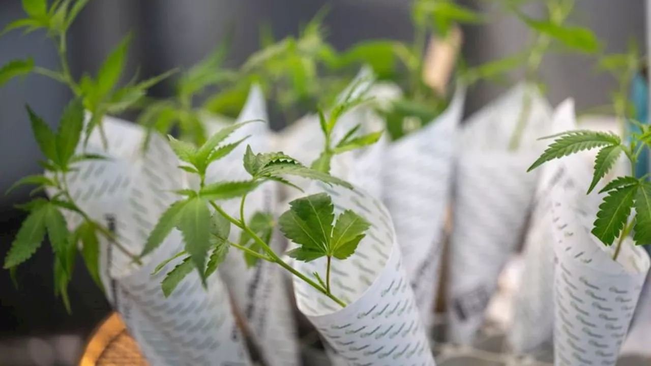 Cannabis: Zum Auftakt nur sieben Anträge für Cannabis-Anbau in Bayern