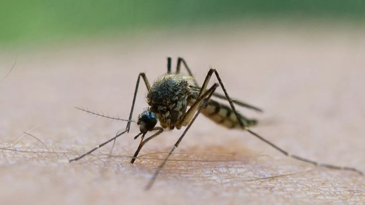 Nach der Flut: Mückenschutz teilweise ausverkauft