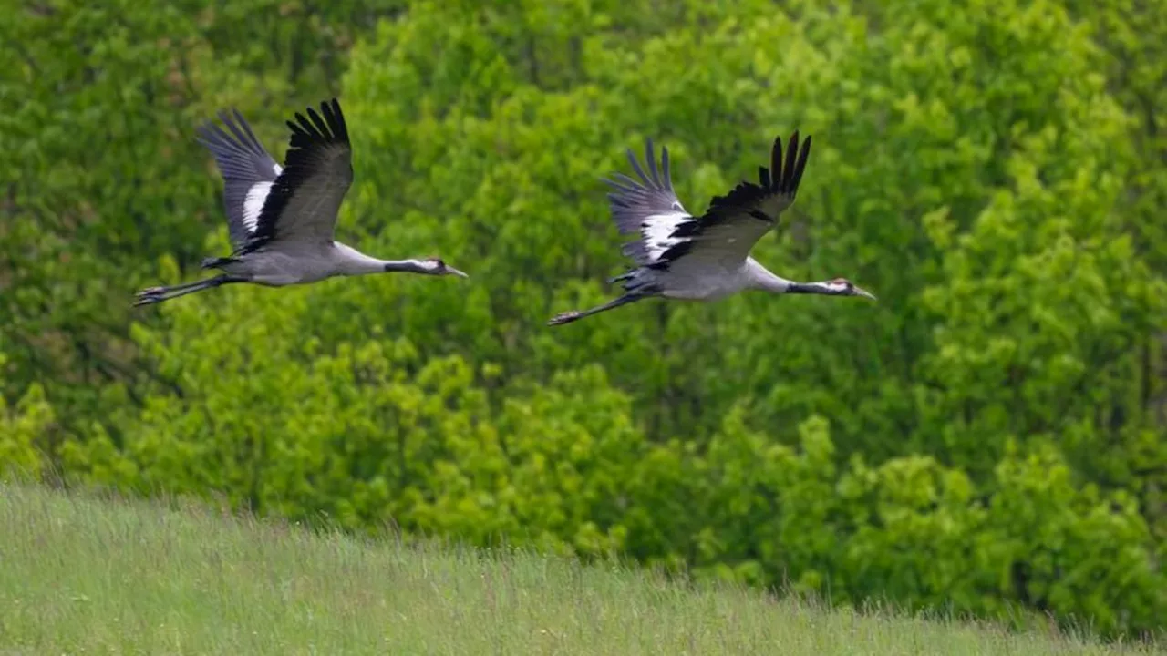 Nachwuchs beim Glücksvogel: Gutes Kranich-Jahr in Mecklenburg-Vorpommern