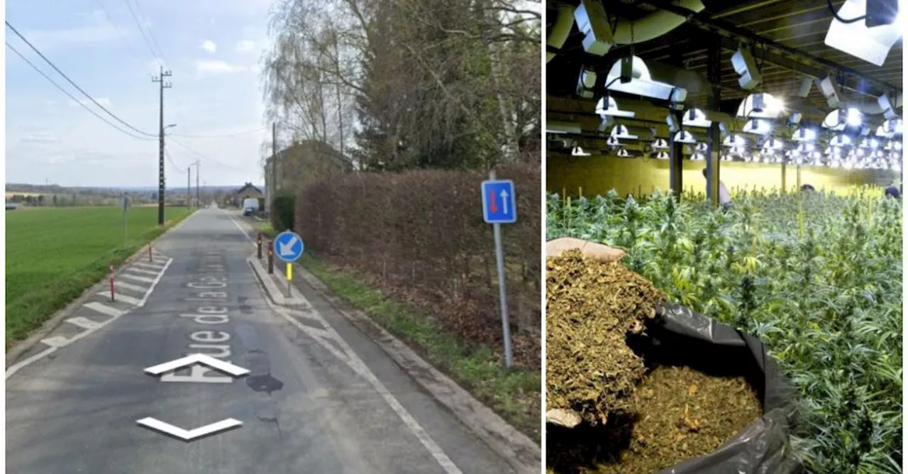 Près de 800 plants de cannabis dans une maison à Nandrin !