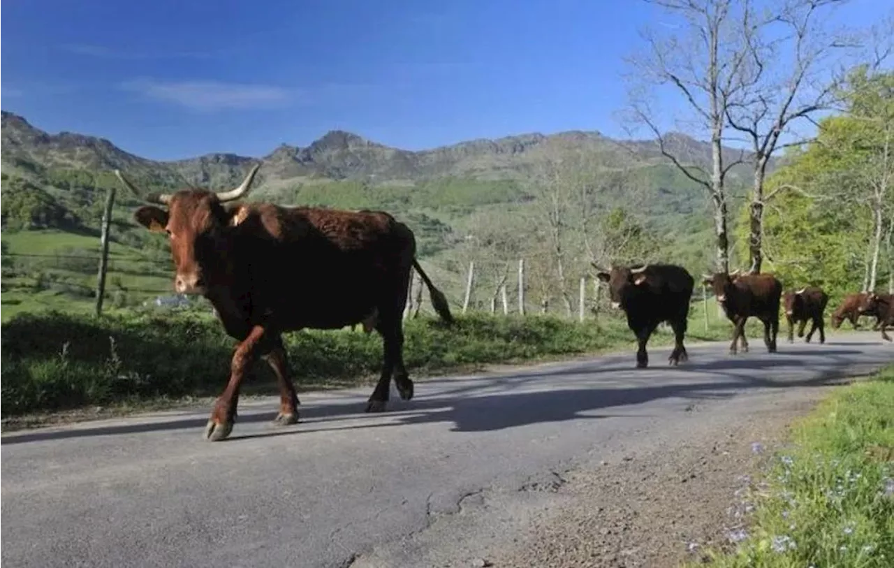 Une voiture percute trois vaches, un animal tué et deux autres blessés ont dû être euthanasiés