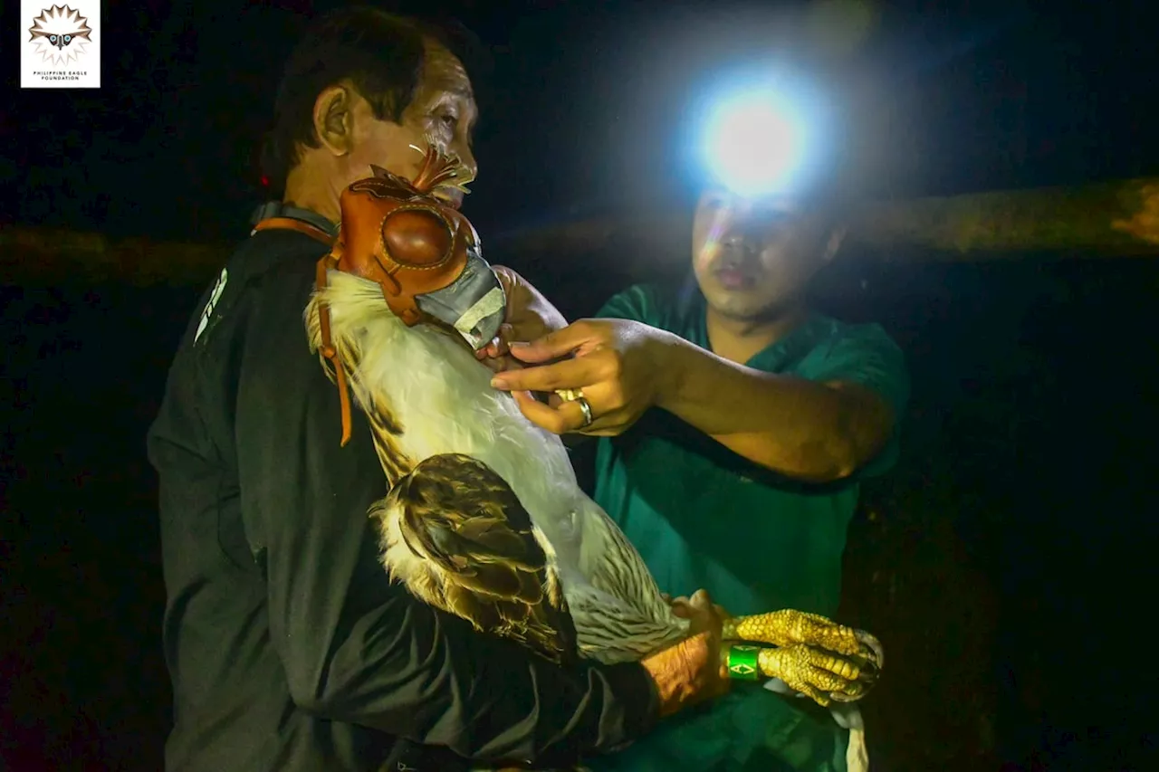 2 PH Eagles relocated to breeding sanctuary