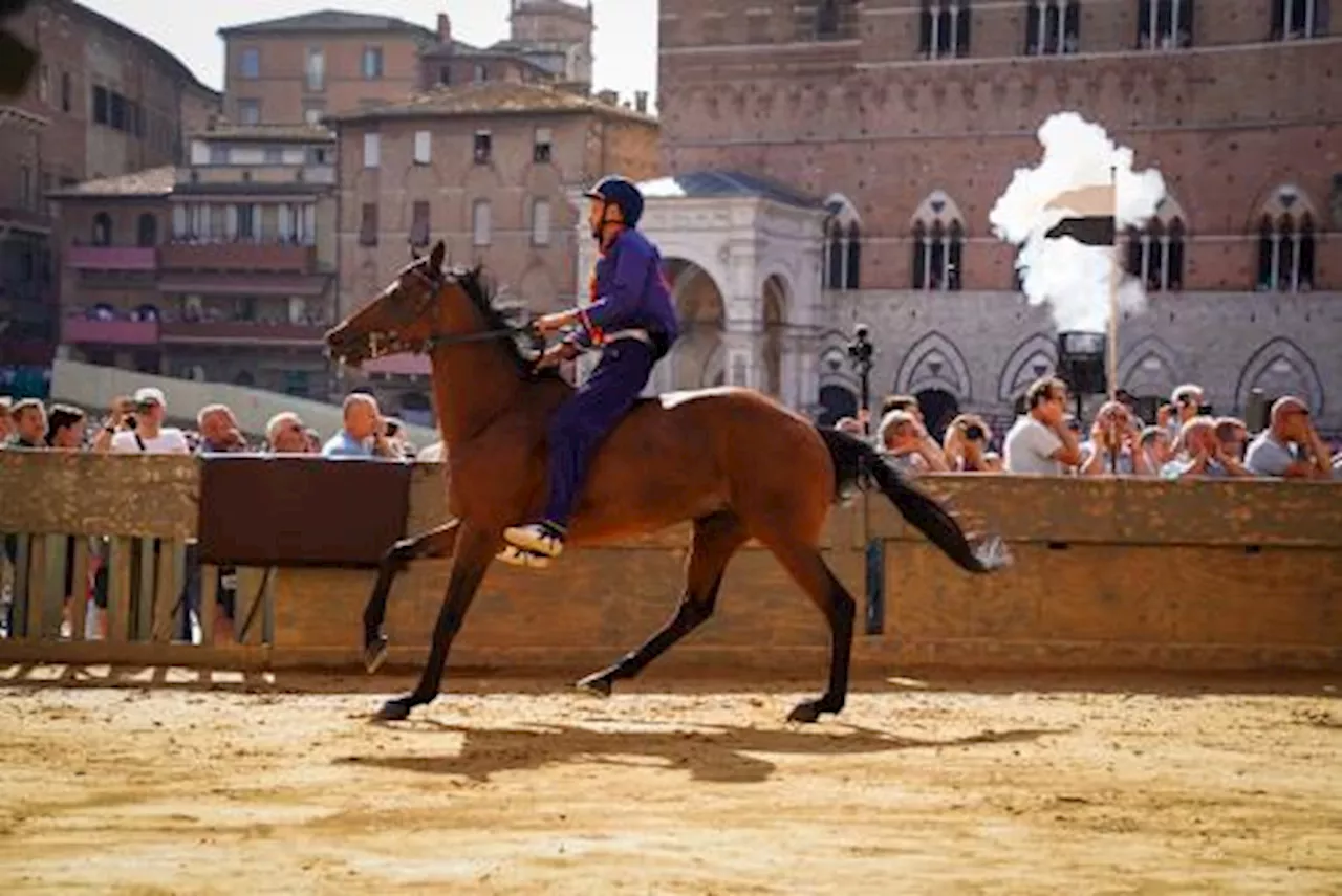 Palio di Siena, la contrada del Nicchio vince la quarta prova