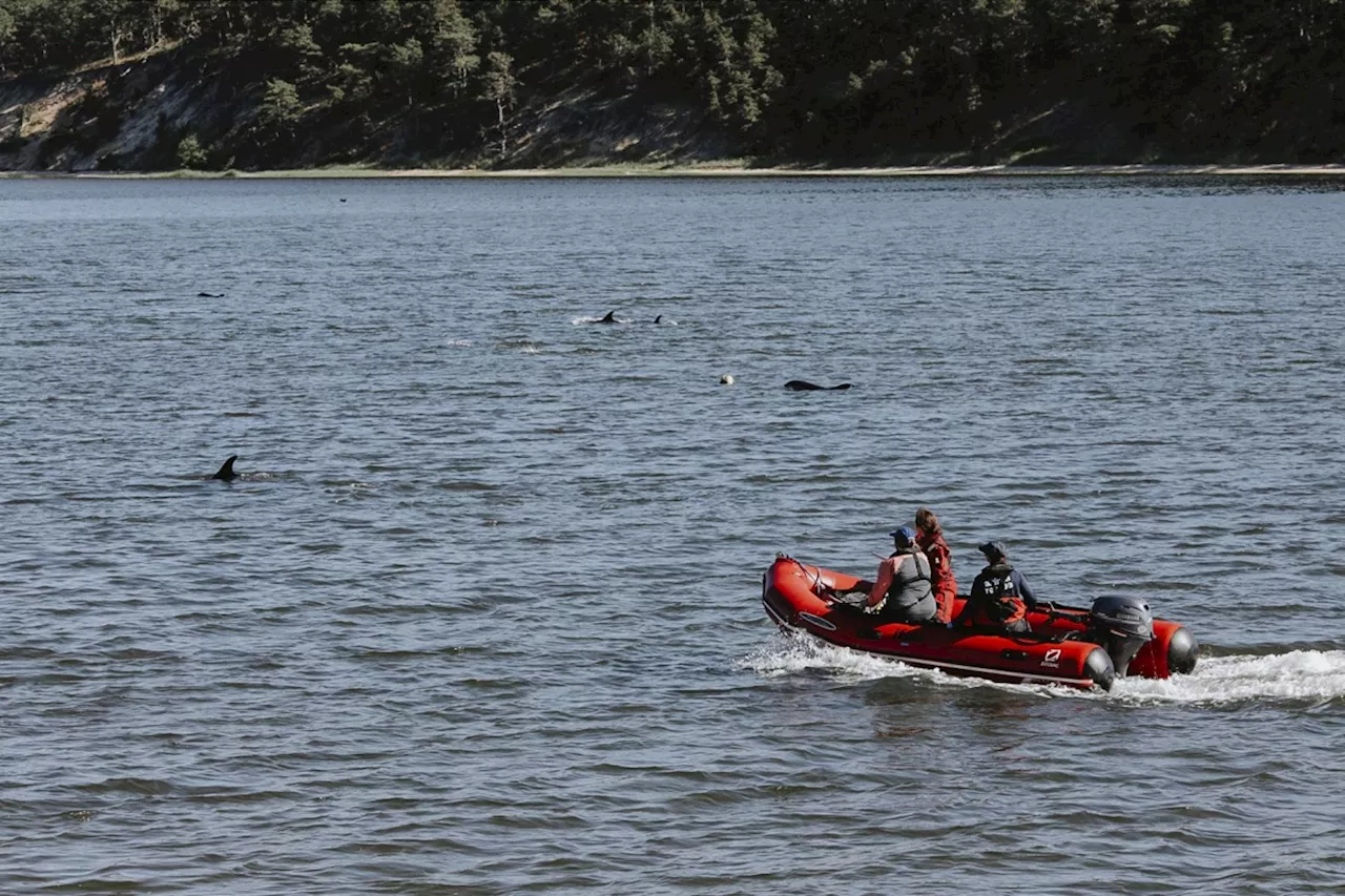 Animal rescuers save more than 100 dolphins during mass stranding event around Cape Cod