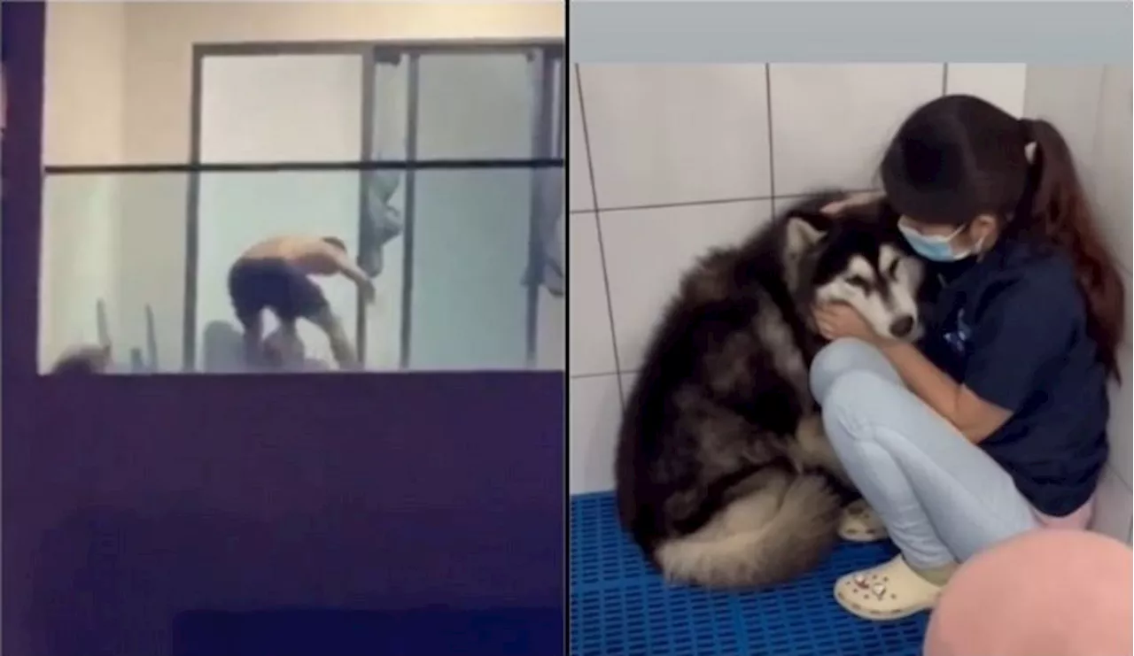 [Watch] Allegedly Abused In Kajang Condo – Husky Now In Safe Hands But Traumatised