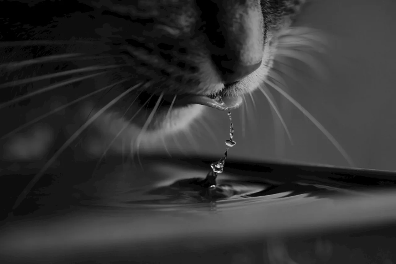 Is your cat not drinking water? Dehydration dangers